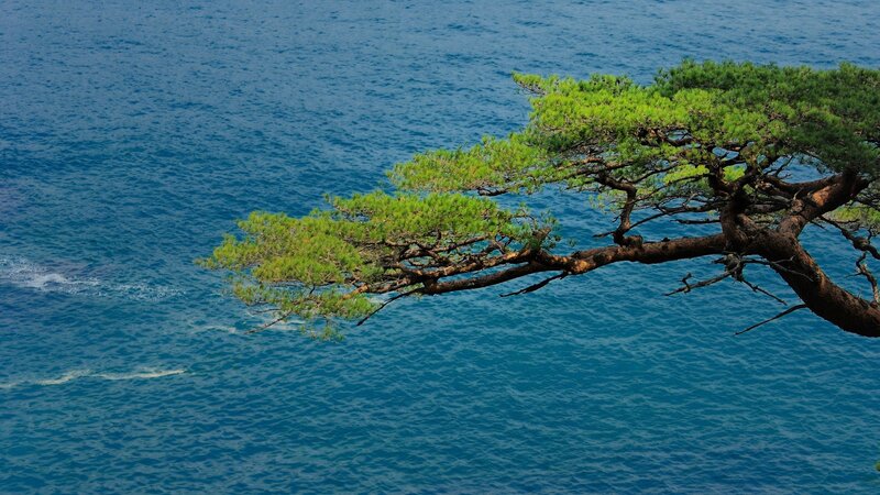 Pine Tree over Ocean — Blue