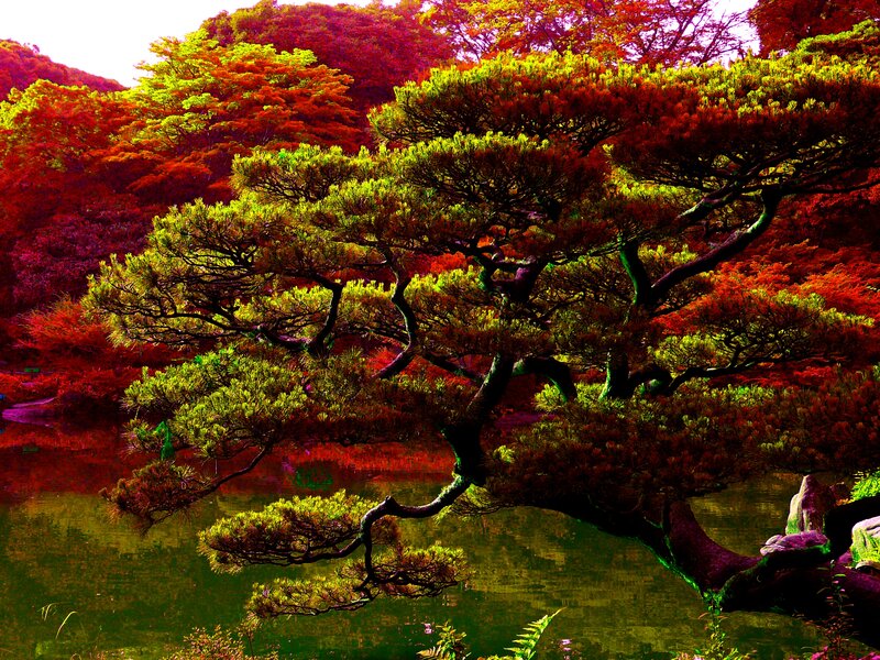 Pine Tree over Pond