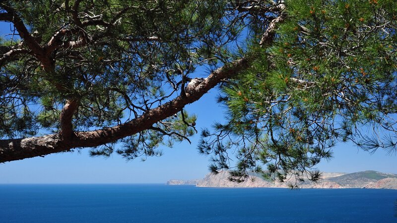 Pine Tree over Sea — Blue