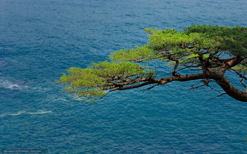 Pine tree over the ocean