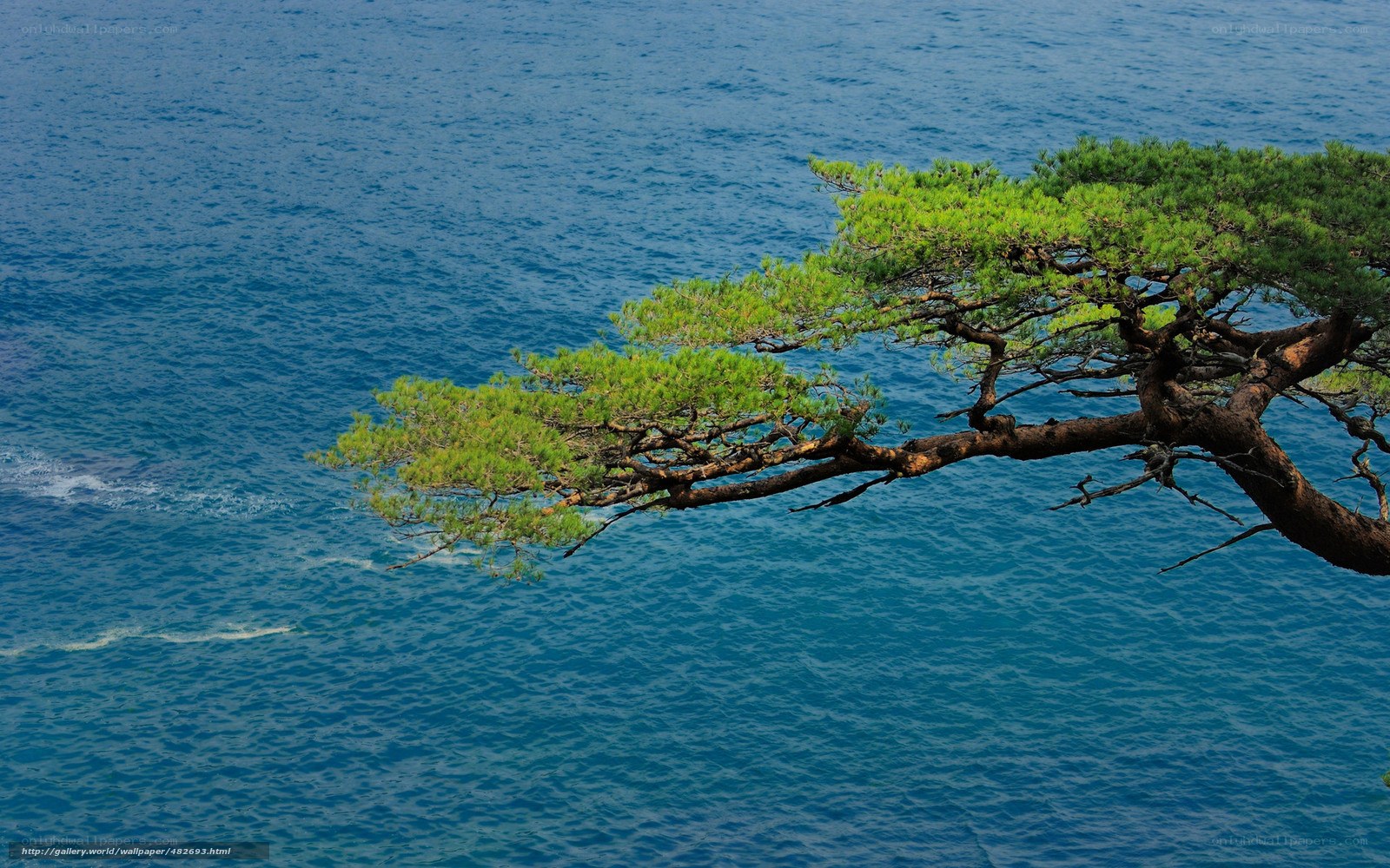 Pine tree over the ocean