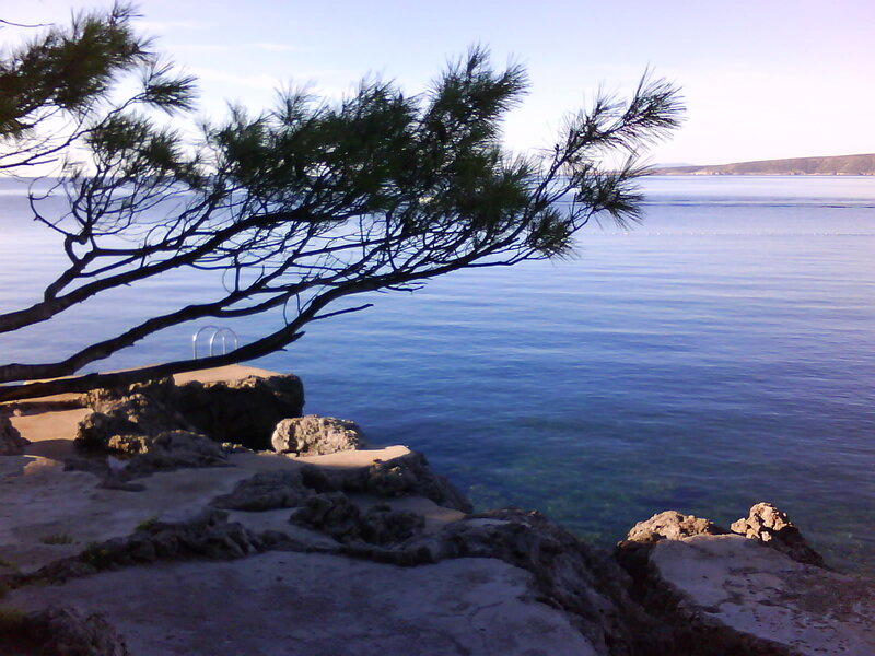 Pine Tree over Water