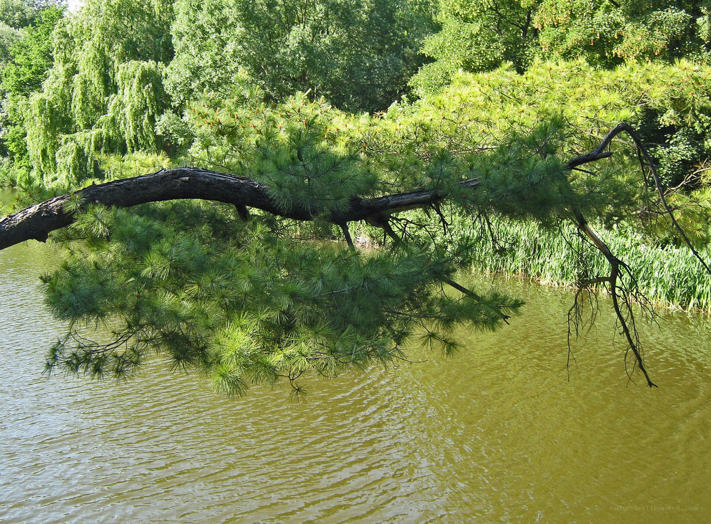 Pine tree overhanging a pond