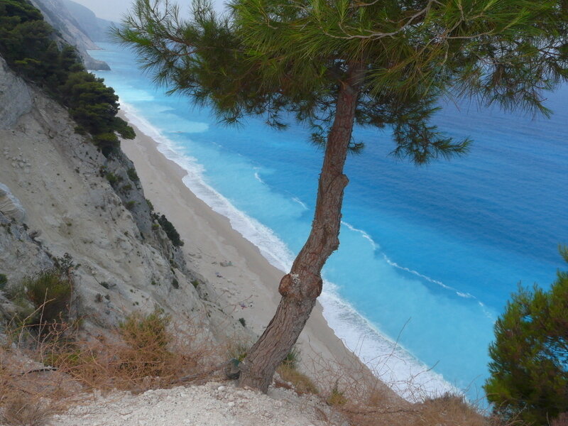Pine tree overlooking a blue beach