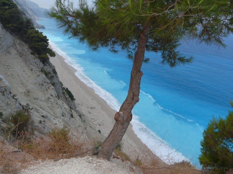 Pine tree overlooking a blue beach