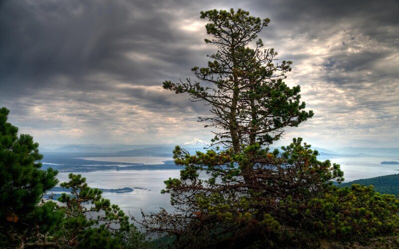 Pine tree overlooking a lake