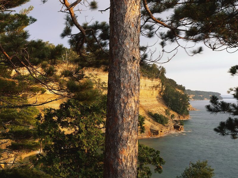 Pine tree overlooking coastal cliffs