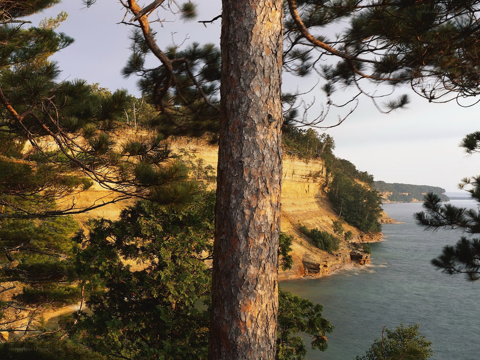 Pine tree overlooking coastal cliffs