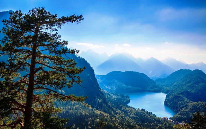 Pine Tree Overlooking Lake — Blue, Serene, Afternoon
