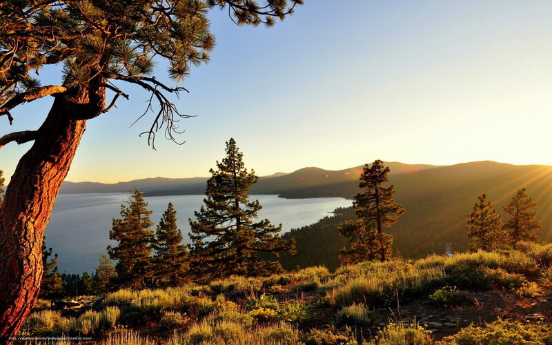 Pine Tree Overlooking Lake — Blue, Serene, Sunrise, Photograph