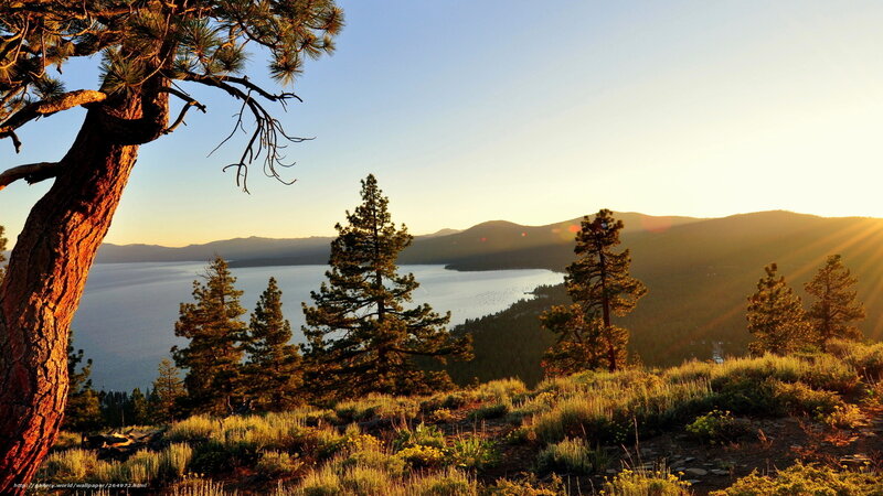 Pine Tree Overlooking Lake — Blue, Serene, Sunset