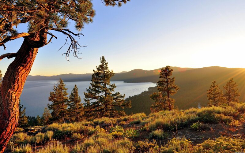 Pine Tree Overlooking Lake — Blue, Serene