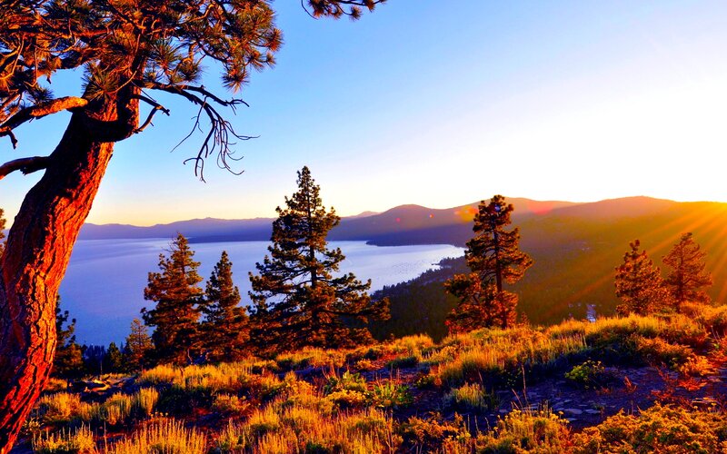 Pine Tree Overlooking Lake — Blue