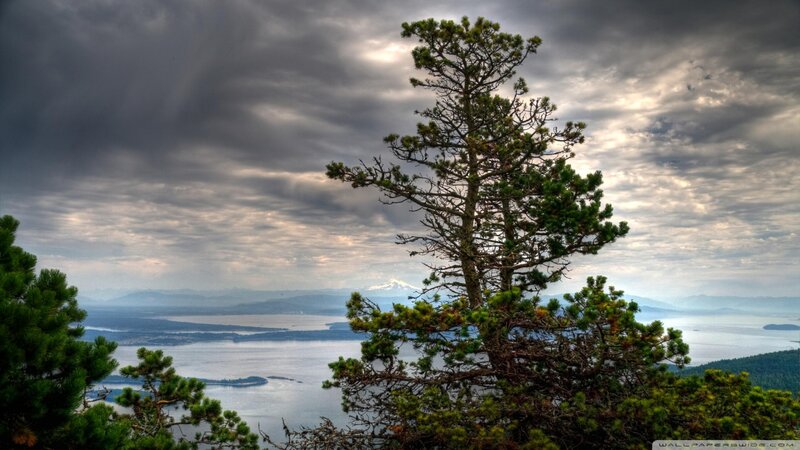 Pine Tree Overlooking Lake — Green