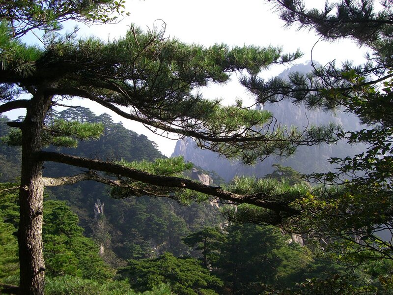 Pine tree overlooking mountain range