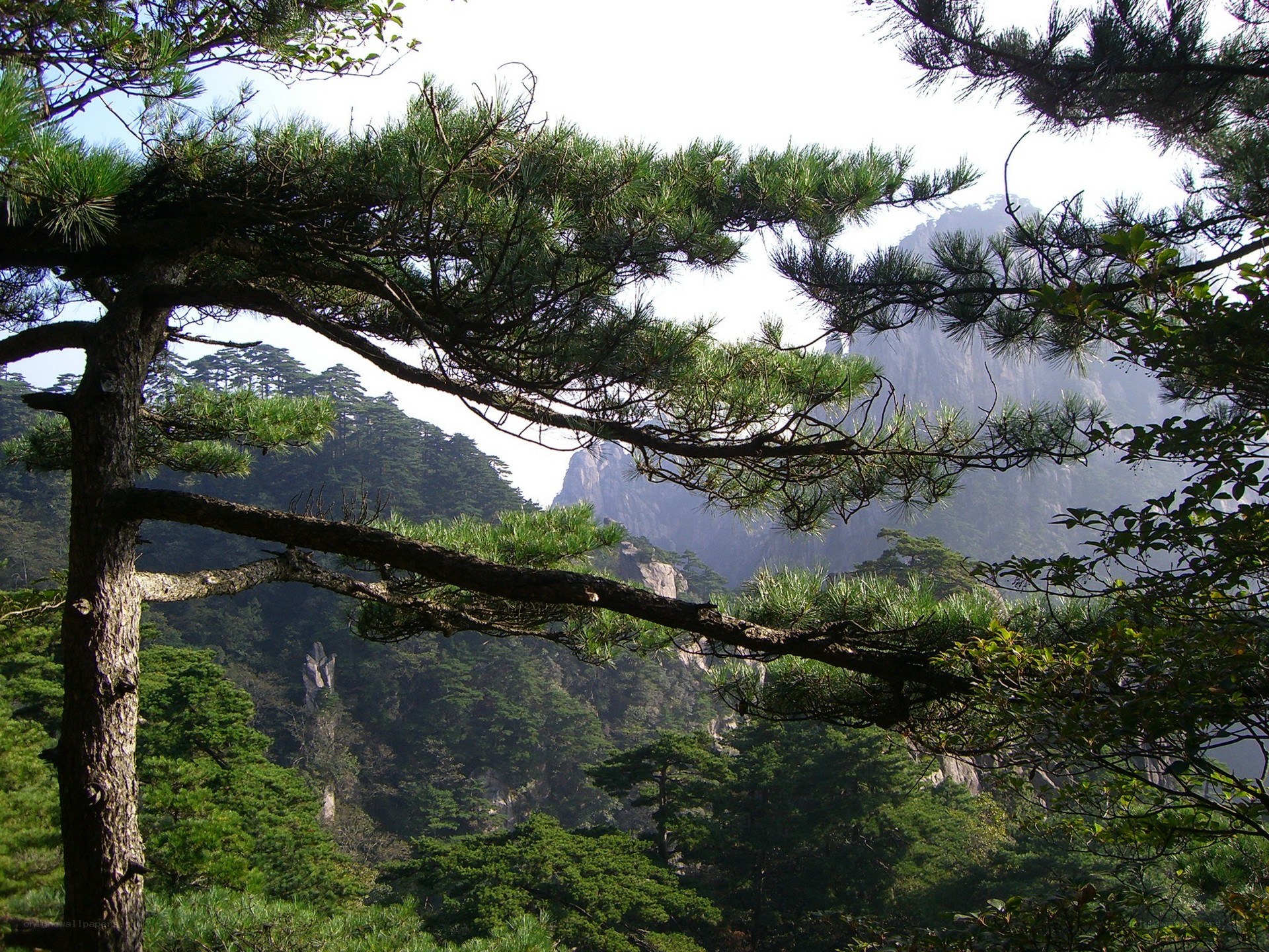 Pine tree overlooking mountain range