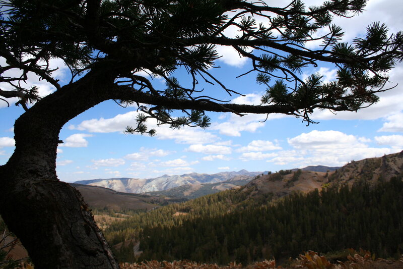 Pine tree overlooking mountain valley