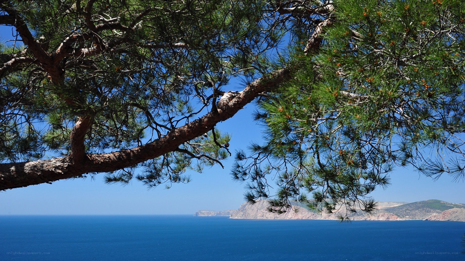Pine tree overlooking the sea