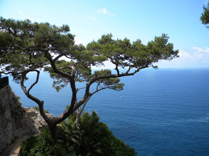 Pine tree overlooking the sea
