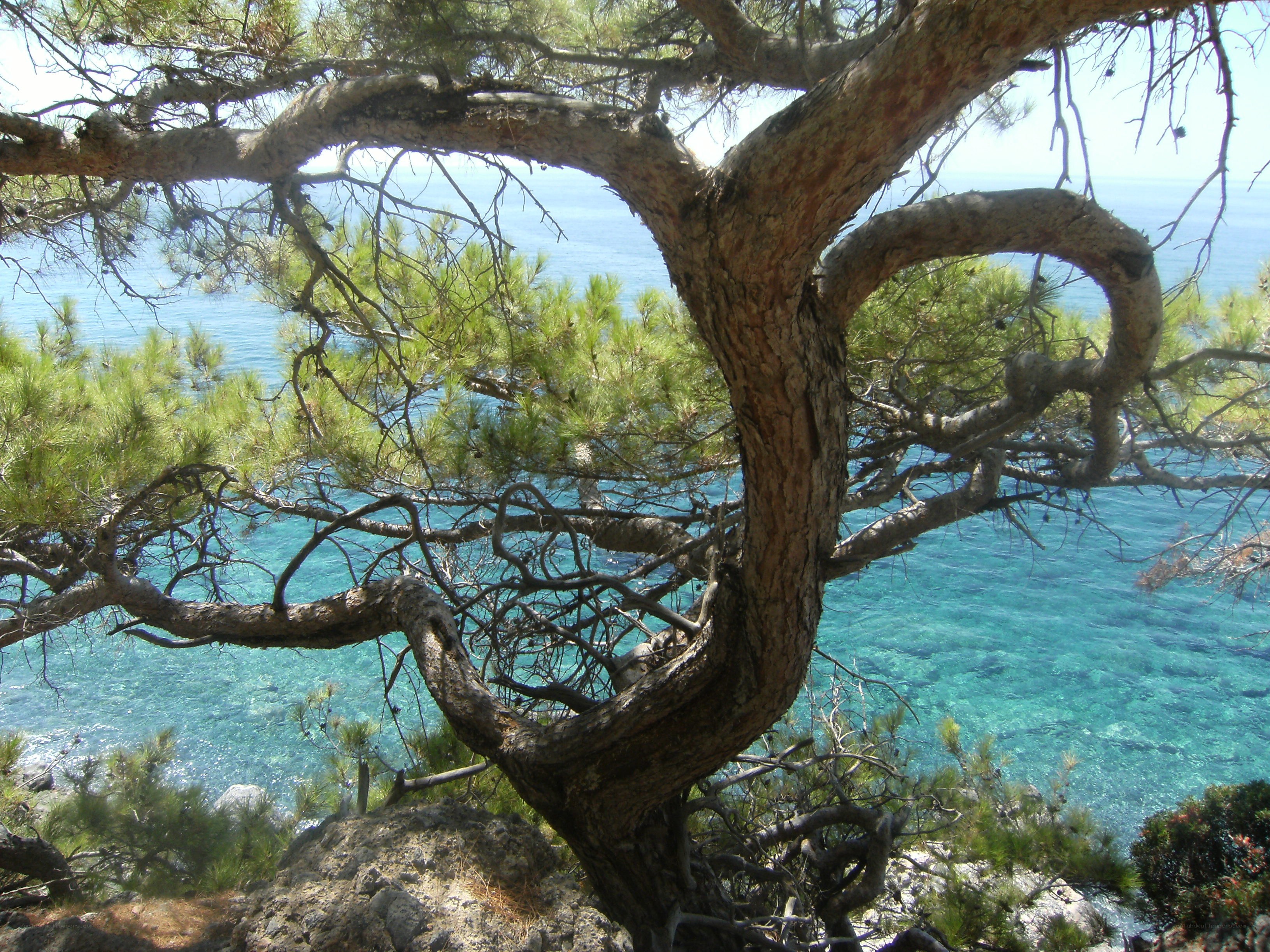 Pine tree overlooking the sea