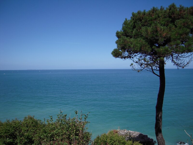 Pine tree overlooking the sea