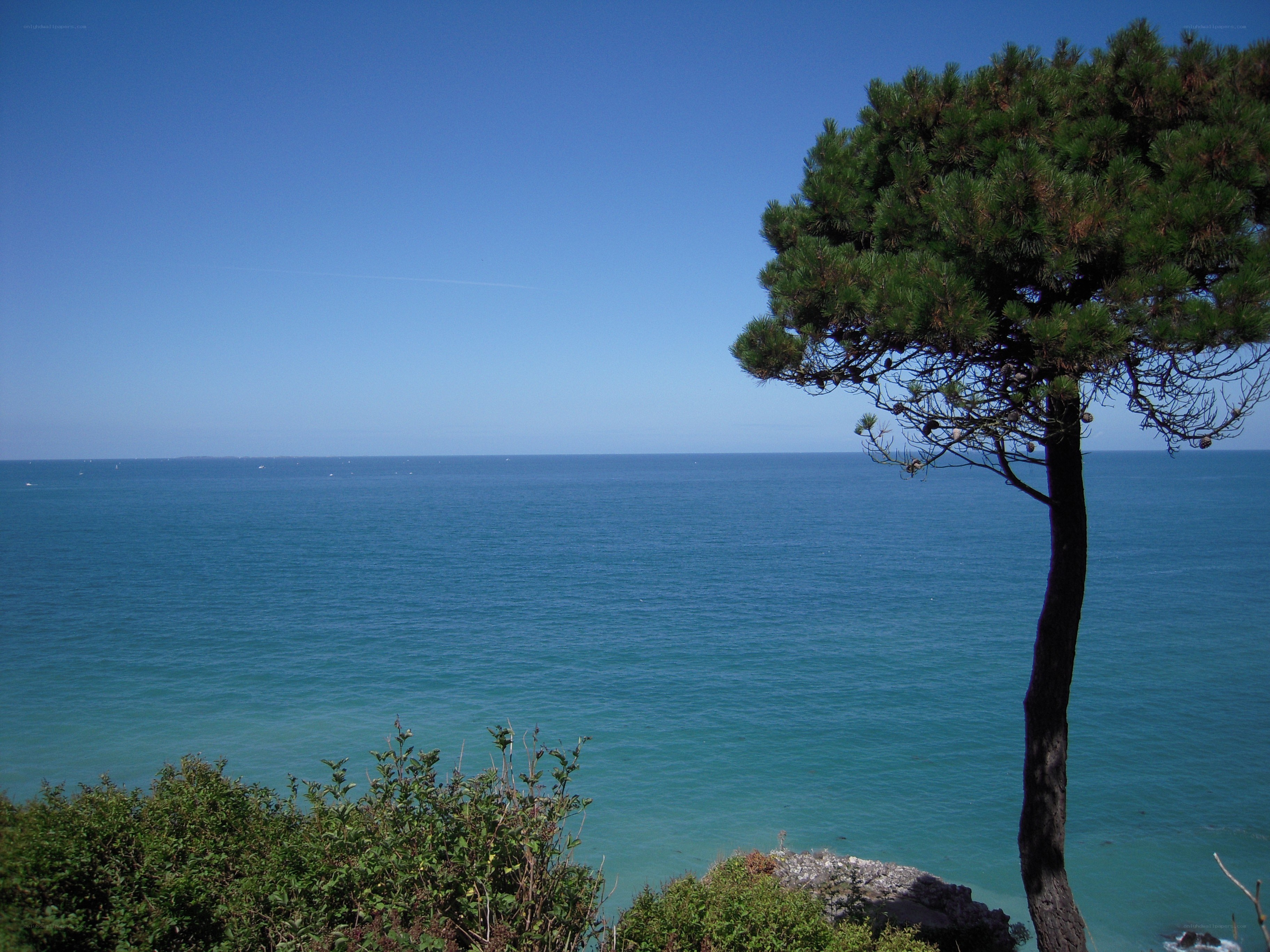 Pine tree overlooking the sea