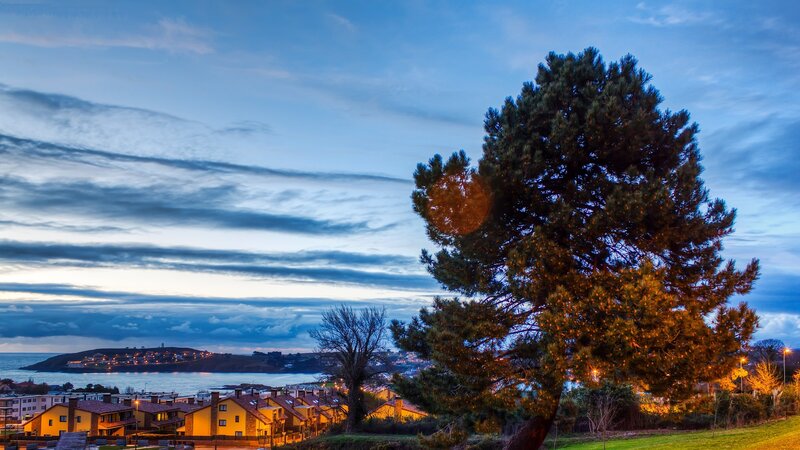 Pine Tree Overlooking Town — Blue