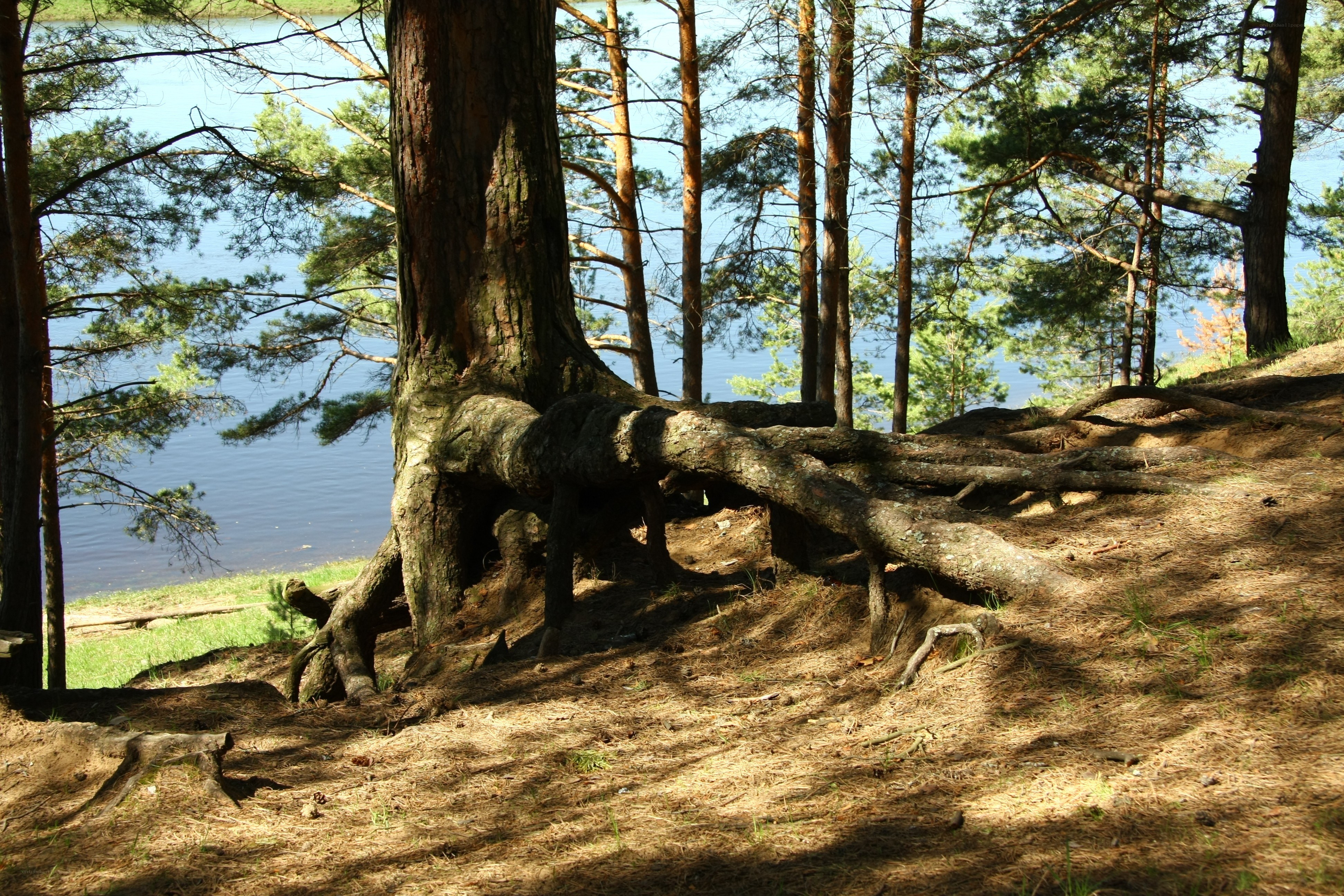 Pine tree roots by the lake