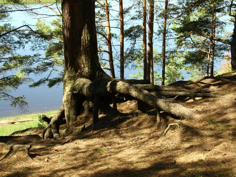 Pine tree roots by the lake