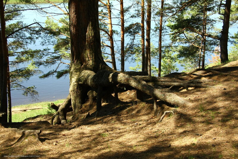Pine tree roots by the lake