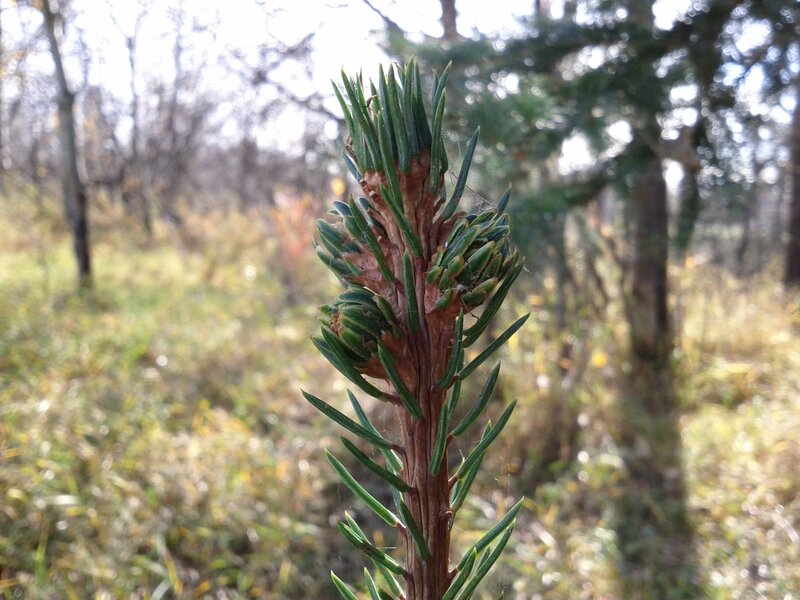 Pine Tree Shoot
