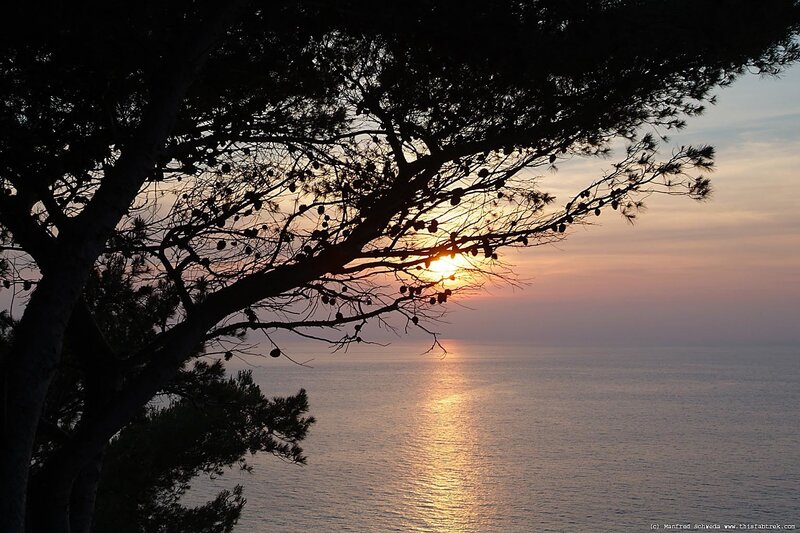Pine Tree Silhouette