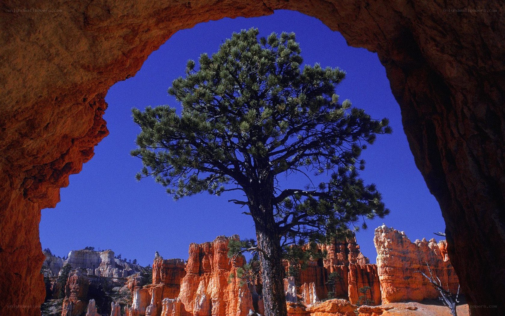 Pine tree through natural arch