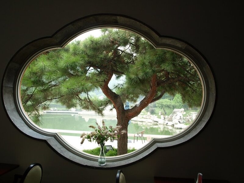 Pine Tree Through Window