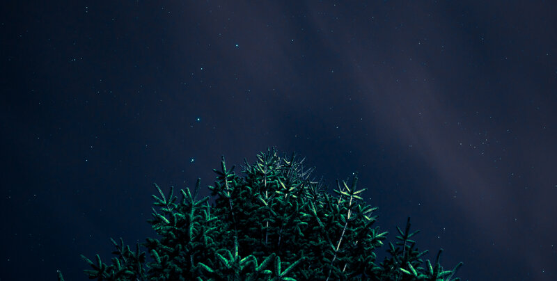 Pine Tree Tops at Night