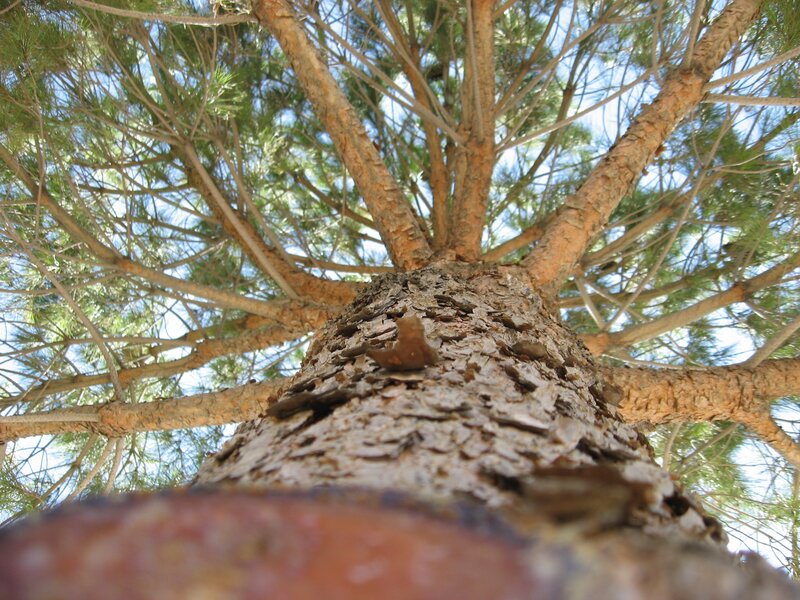 Pine Tree Trunk — Brown, Serene, Afternoon