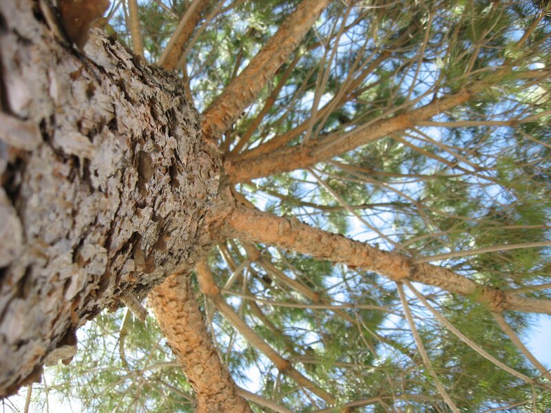 Pine Tree Trunk — Brown, Serene