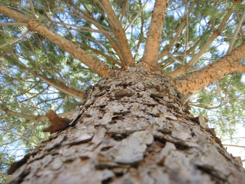 Pine Tree Trunk — Brown