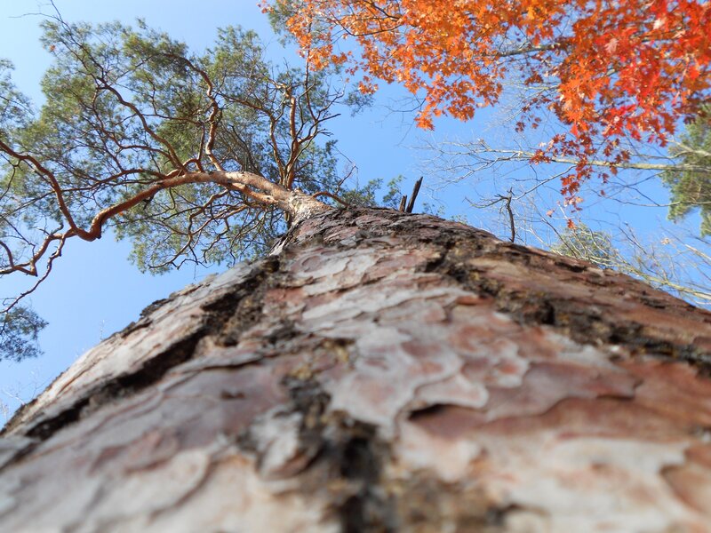 Pine Tree Trunk