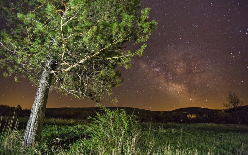 Pine Tree under Stars