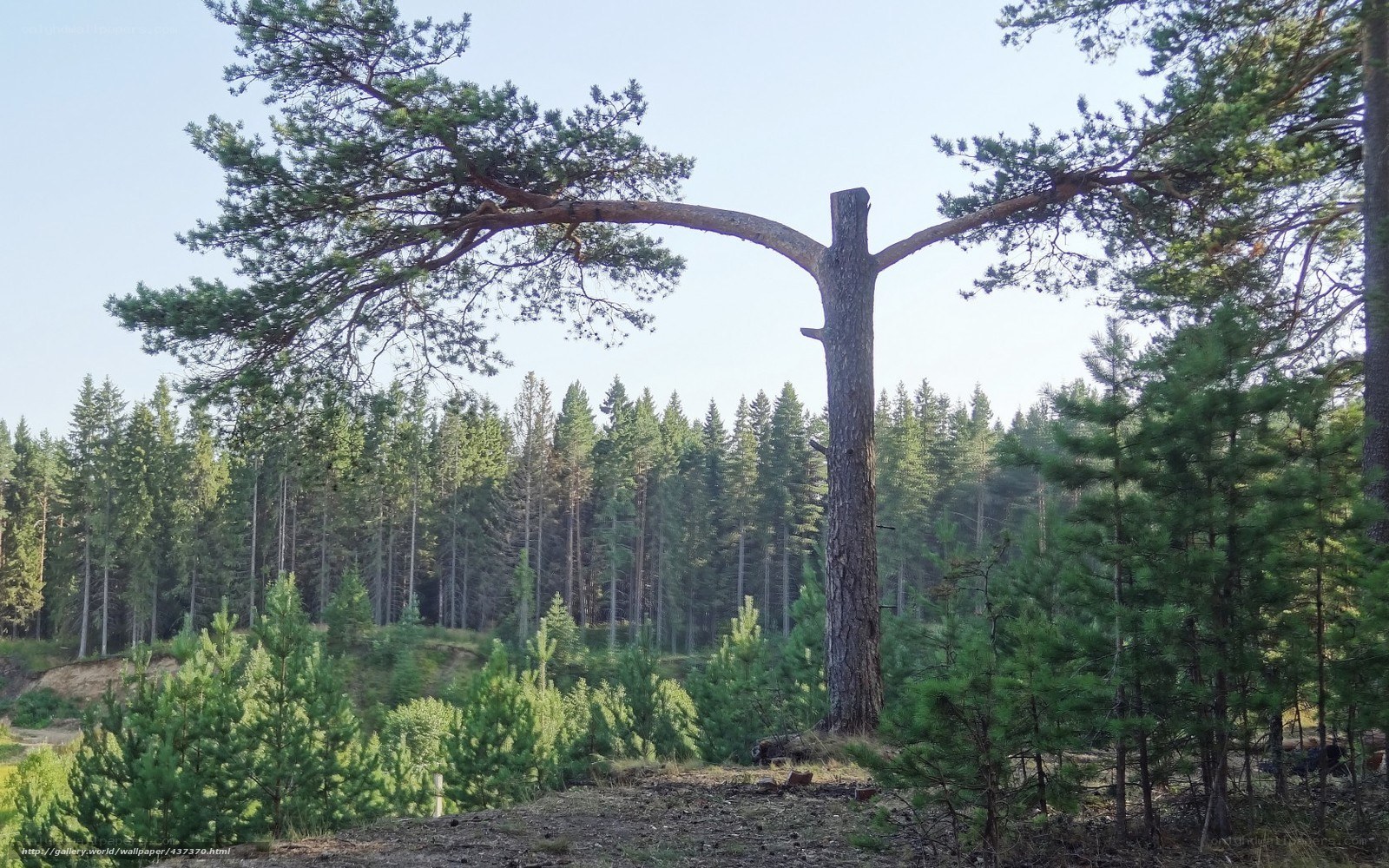 Pine tree with broken top