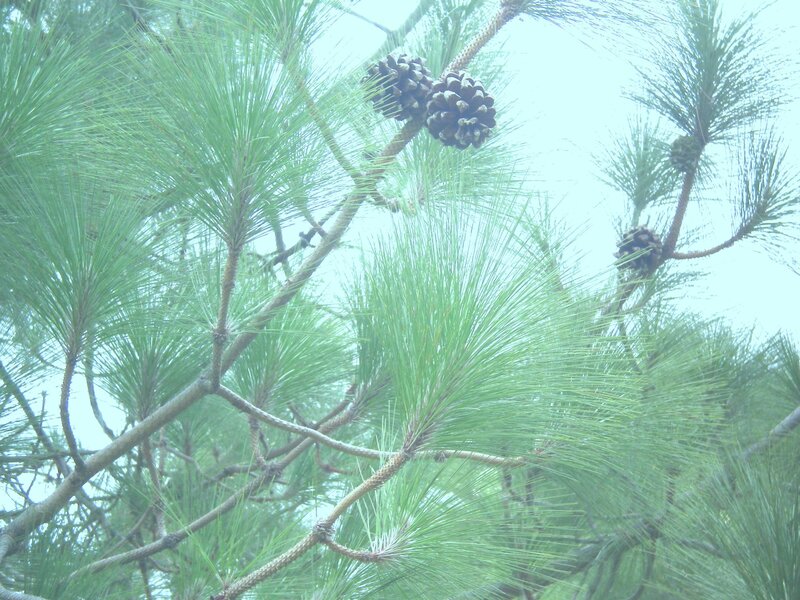 Pine tree with cones