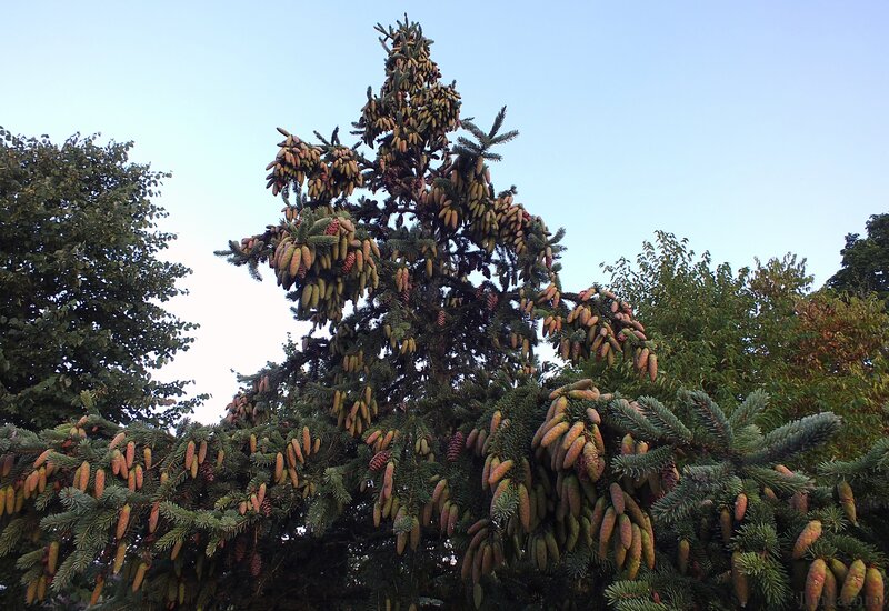 Pine Tree with Cones — Green, Serene