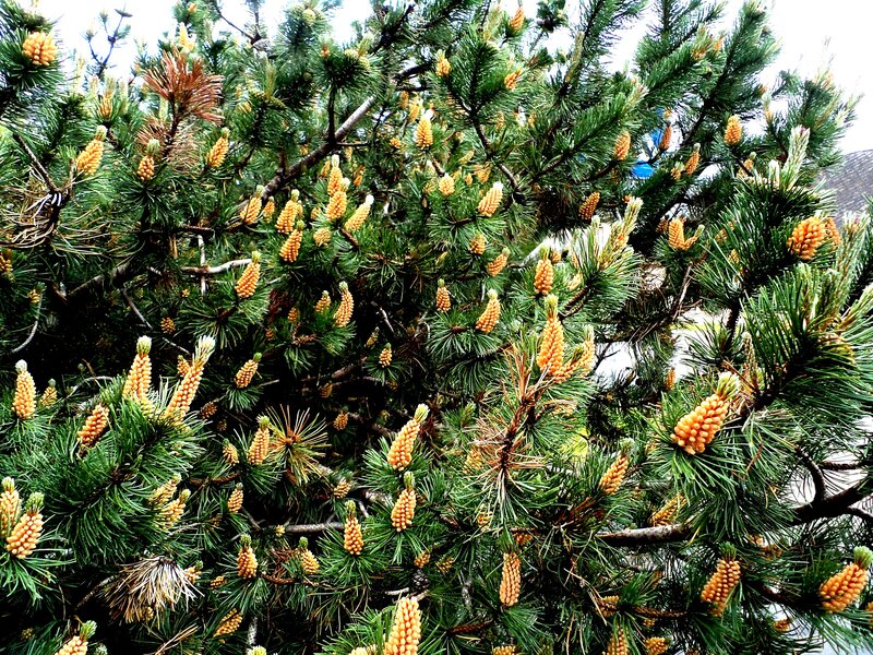 Pine Tree with Cones — Green