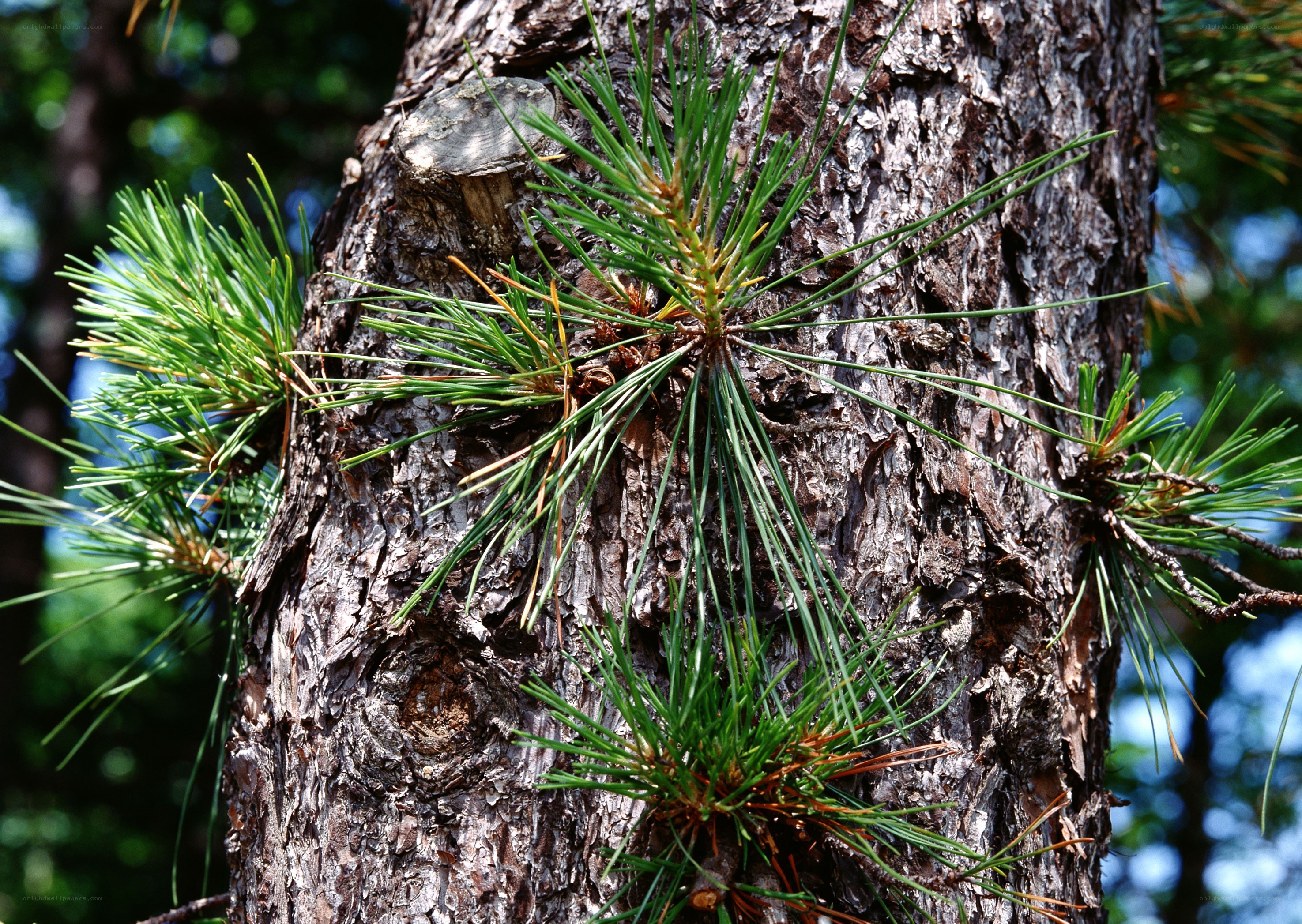 Pine tree with green needles