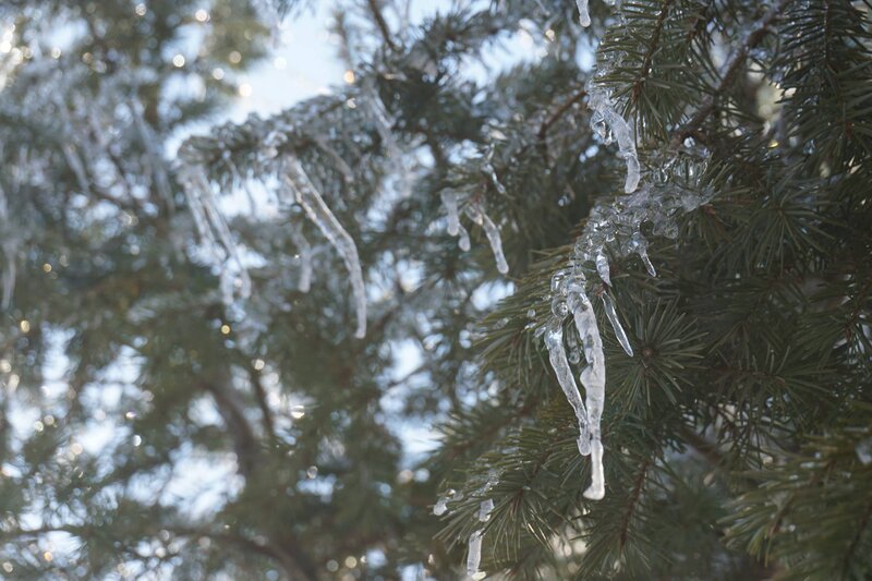 Pine Tree with Icicles