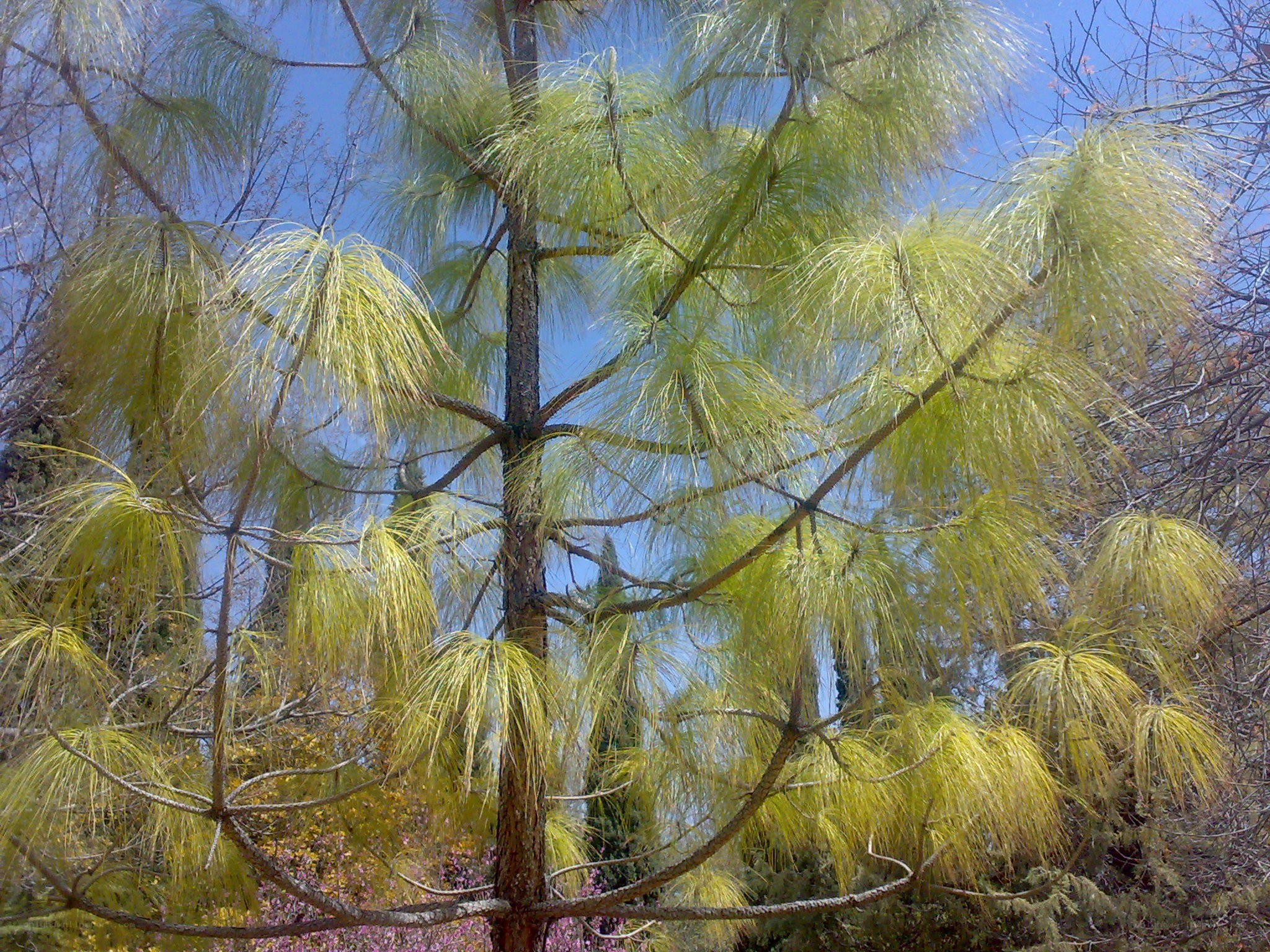 Pine tree with long needles