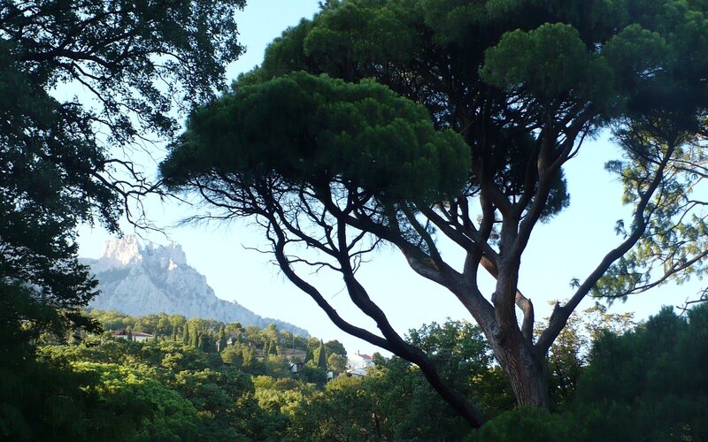 Pine tree with mountain view