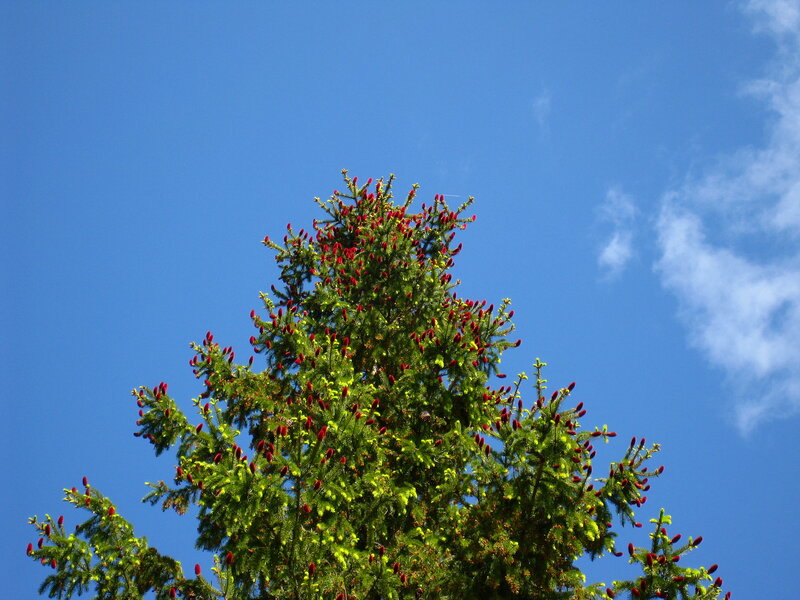Pine Tree with Red Cones