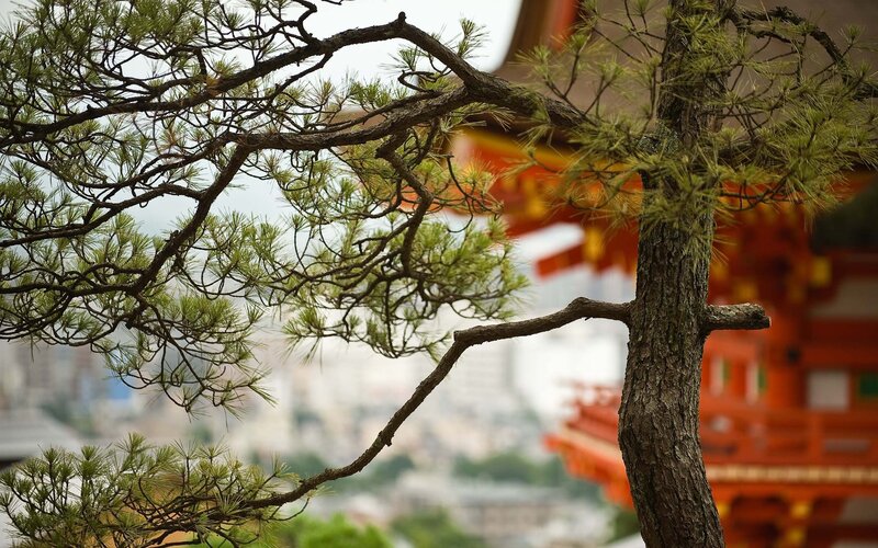 Pine tree with temple in background
